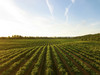 What Is No Till Farming