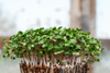 What Are Microgreens and How Are They Grown?