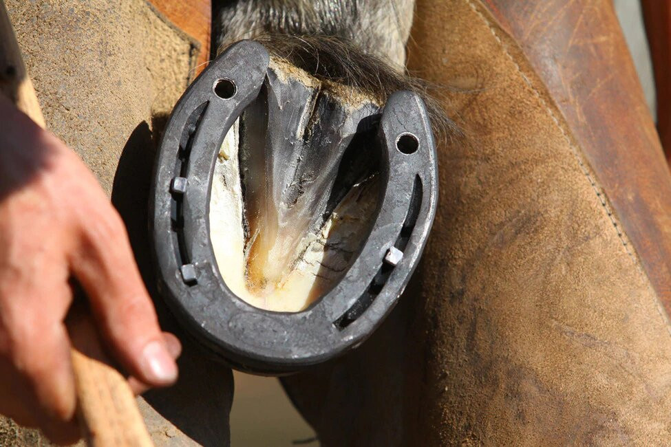 The Link Between Hoof Quality & Digestive Health