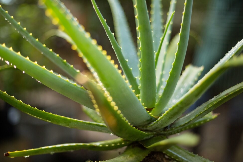 Aloe Vera for Equine Ulcers?