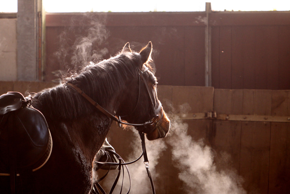 Is it Too Cold to Bathe Your Horse?