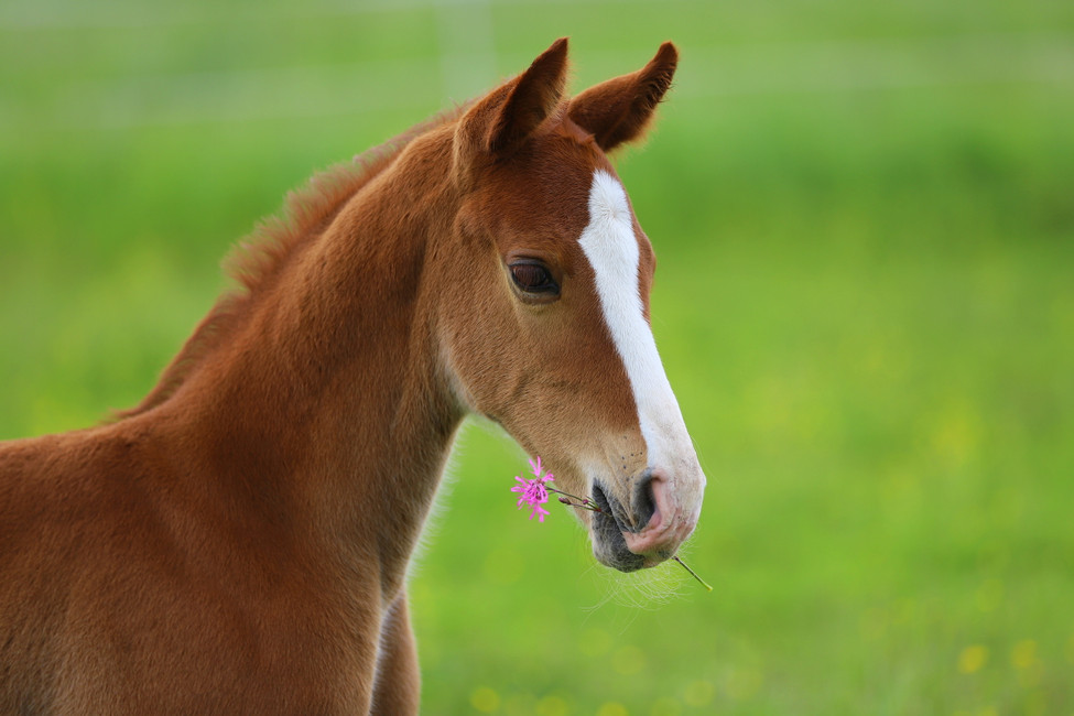 Smarter Foals?