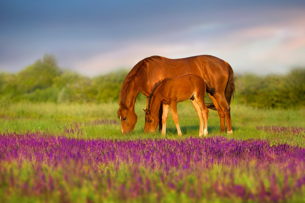 Breaking the Mold to Manage My Horse's Allergies.