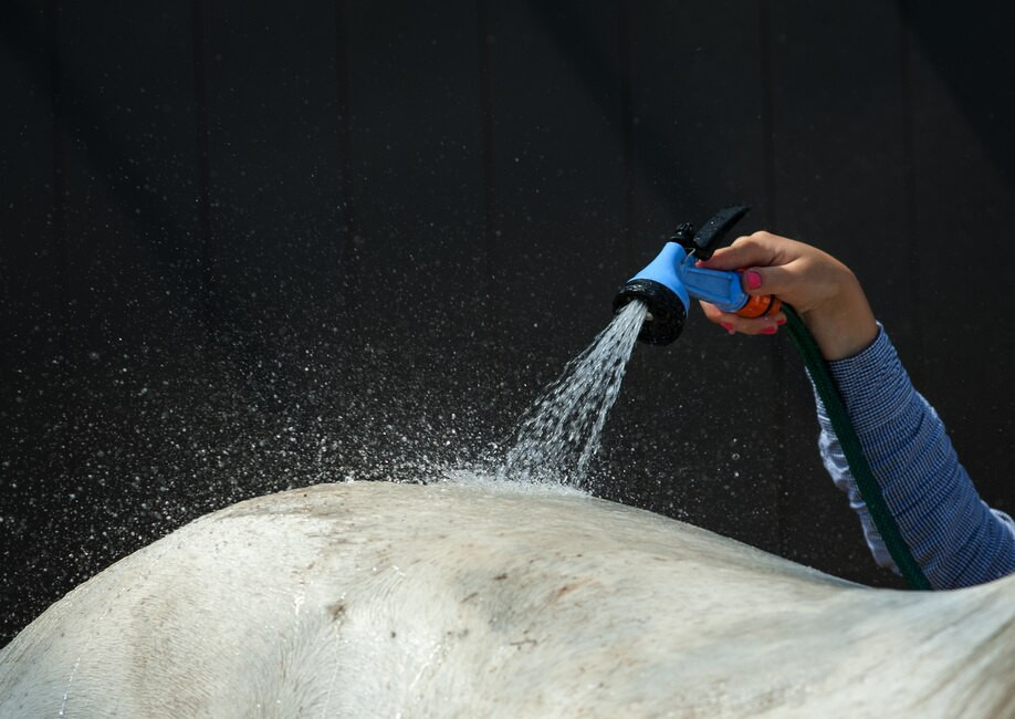 3 Tips For Choosing the Right Equine Shampoo