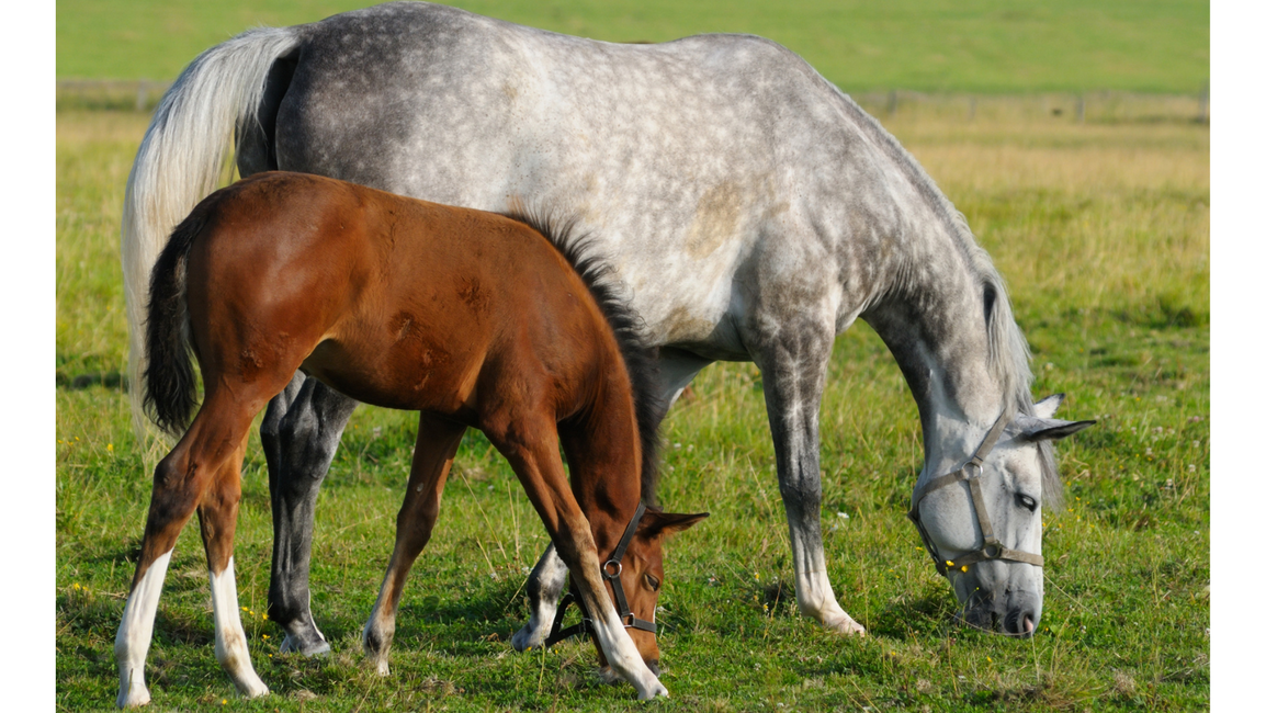 Difficult to Breed Mares Have Options