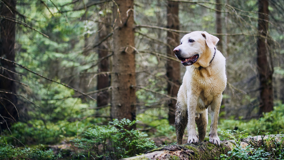 Experience the True Outdoors: Tips for Hiking or Backpacking with Your Dog