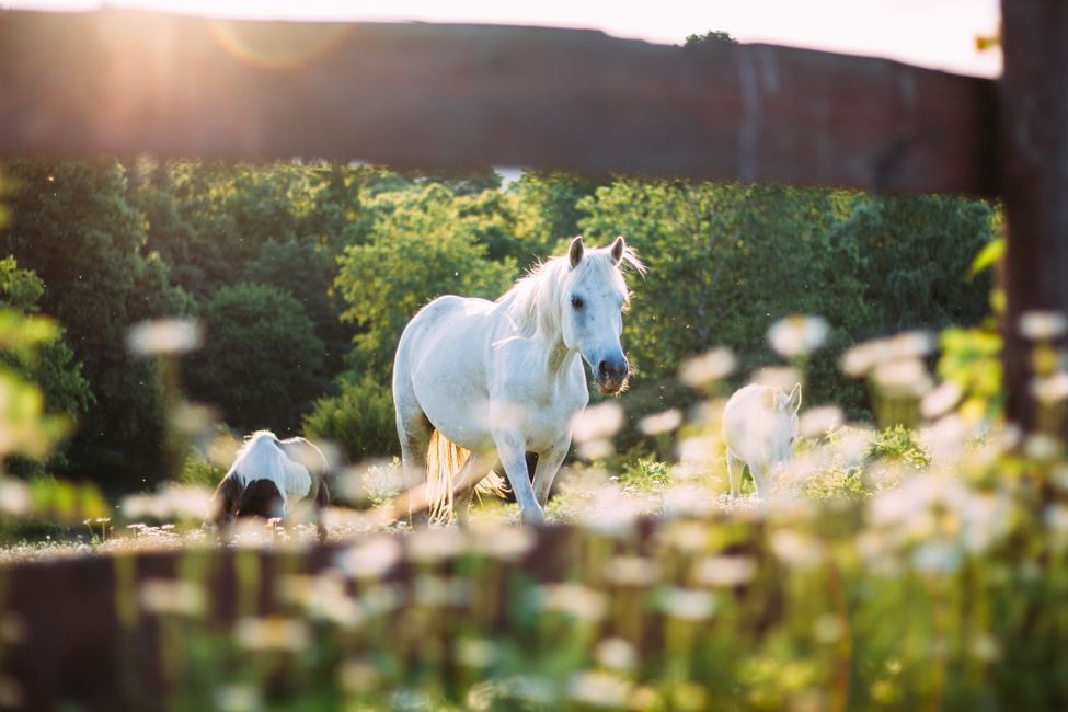 Four Tips for Foaling Season