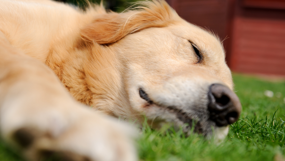 Why Does Your Dog Sleep All Day?