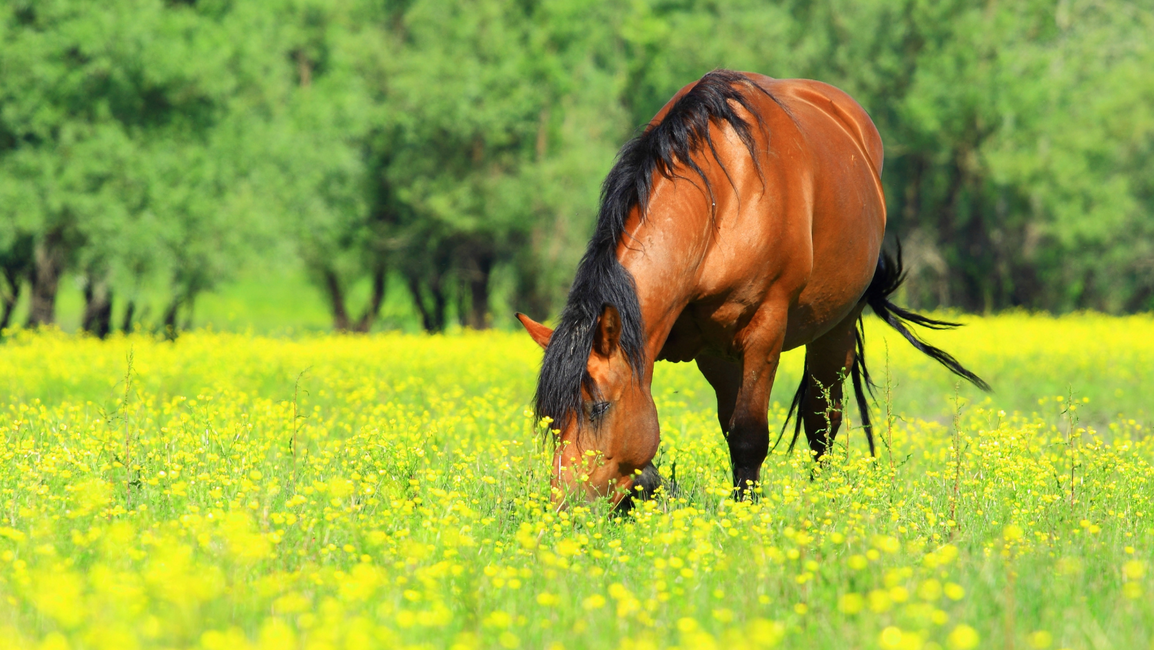 Sunburns and Horses: What You Need to Know to Keep Your Horse Protected