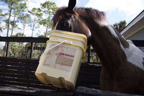 Proven Methods For Getting Your Picky Eater To Take Their Horse Supplements