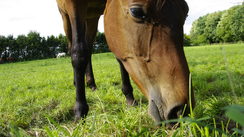 Proven Methods For Getting Your Picky Eater To Take Their Horse Supplements