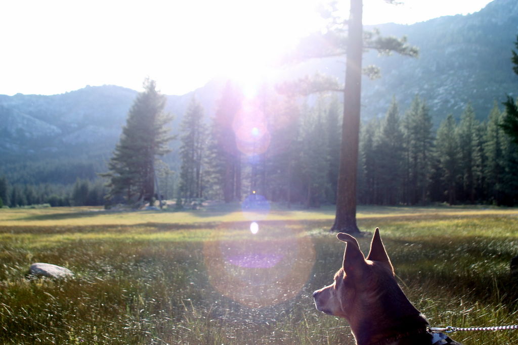 Image result for hiking with dog