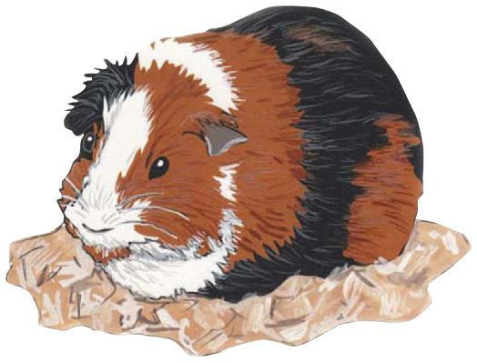 Guinea Pig