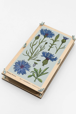 Large Flower Press - Cornflower