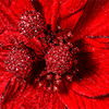 In-Store Only - 30 in. Glitter Edge Red Christmas Poinsettia Pick