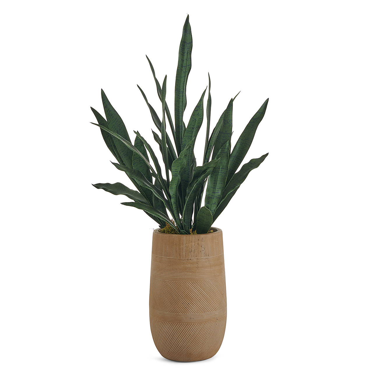 In-store Only - 34 in. Mother In Law Thin Plant with Light Brown Mixto Stripe Vase