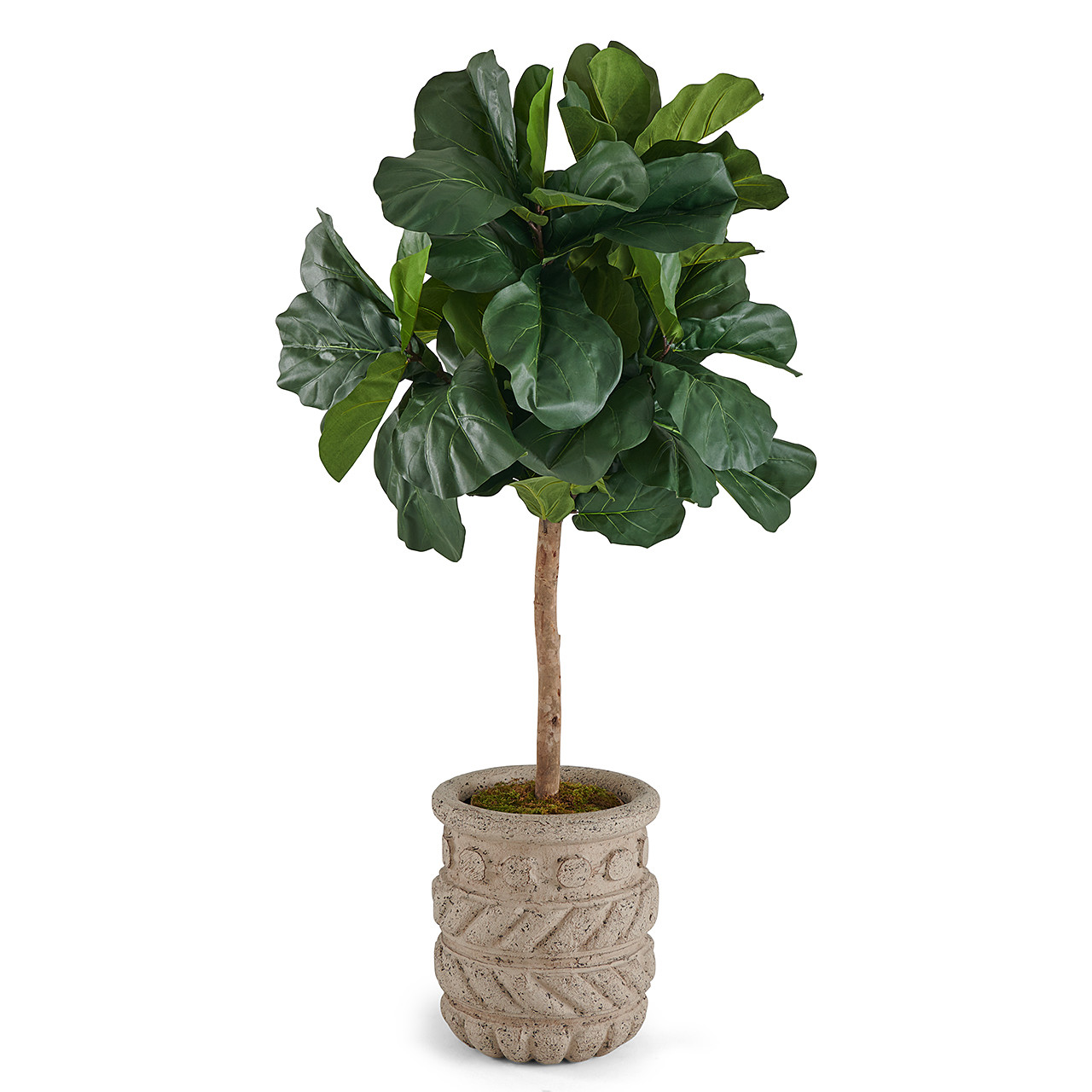 In-store Only - 6 ft. Brazilian Fiddle Leaf Fig Tree with Cantera
