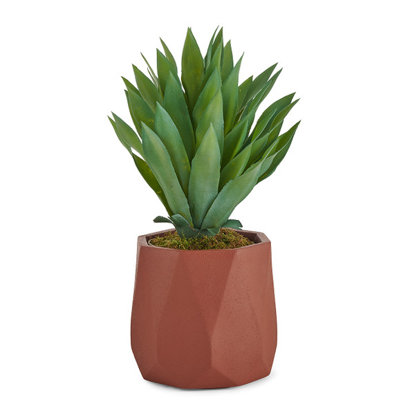 In-store Only - 16 in. Desert Succulent with Terracotta Octagon Planter