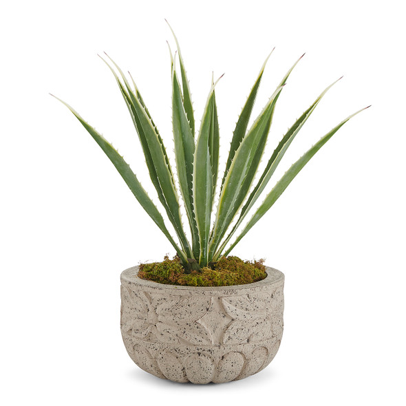 In-store Only - 44 in. Desert Agave Plant with Flowery Bowl