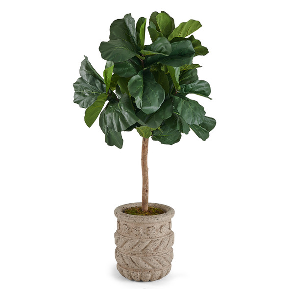 In-store Only - 6 ft. Brazilian Fiddle Leaf Fig Tree with Cantera Vase