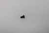 Ducati 748 916 996 998 722760686 Screw, Self-Tapping