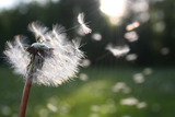 Tips For Exercising Outside When You Have Pollen Allergy