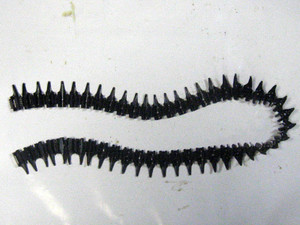 GERMAN WWII Marked 50 Round 8mm MG34 MG42 MG Belt Fed