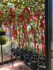 Tomato Clips - 100 pack