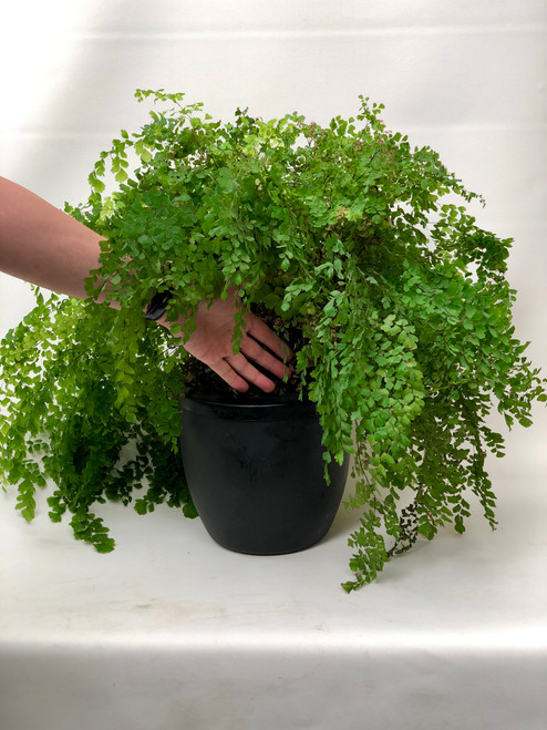 Standard Twin-Wall Smart Pot