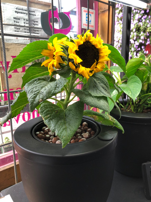 Standard Twin-Wall Smart Pot