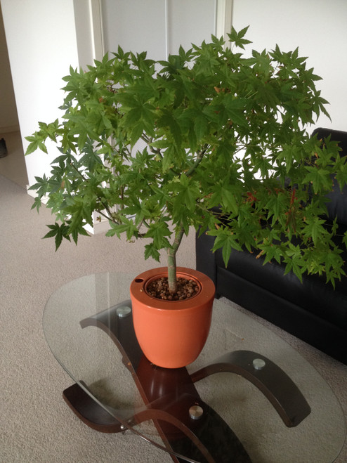 Standard Twin-Wall Smart Pot