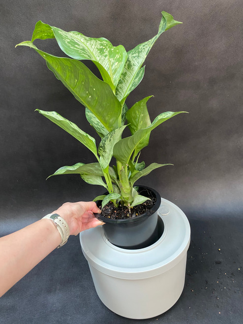 Midi Twin-Wall Smart Pot