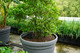 Tree Tub 500L