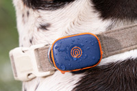 Image of Navy Blaze GPS tracker on collar