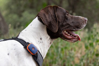 Image of Navy Blaze GPS Pet Tracker on Harness