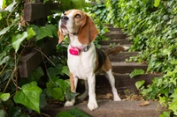 Image of beagle with pink punch GPS tracker