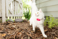 Image of Pink Punch GPS Tracker on cat
