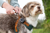 Image of black GPS tracker on dog harness