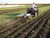Polaris RZR 43" Chisel Plow/Cultivator - Kunz