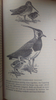 Campbell, Bruce - Bird Watching For Beginners - Vintage Puffin 1959 - Paperback Ornithology