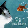 David Baird / Where Cats Meditate (Hardback)