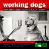 Colleen Needles / Working Dogs (Coffee Table Book)