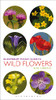 Bob Gibbons / Pocket Guide To Wild Flowers
