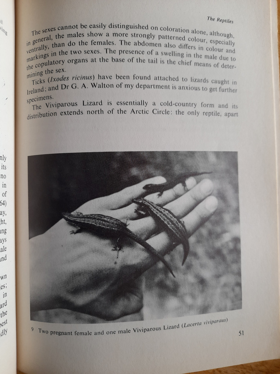 O'Rourke, Fergus J - Fauna of Ireland : An Introduction to the Land Vertebrates - PB - 1970