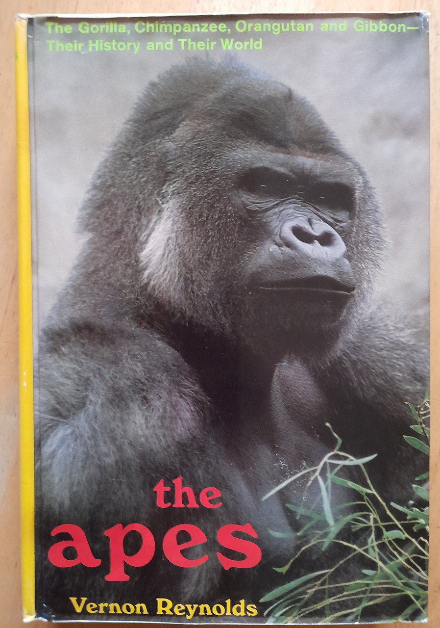 Vernon Reynolds - The Apes  : The Gorilla Chimpanzee Orangutan and Gibbon - Their History and their World - HB - 1967