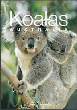 Steve Parish / Koalas Australia (Large Paperback)