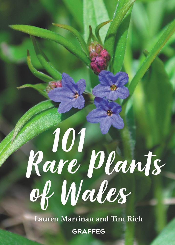 Lauren Marrinan / 101 Rare Plants of Wales (Hardback)