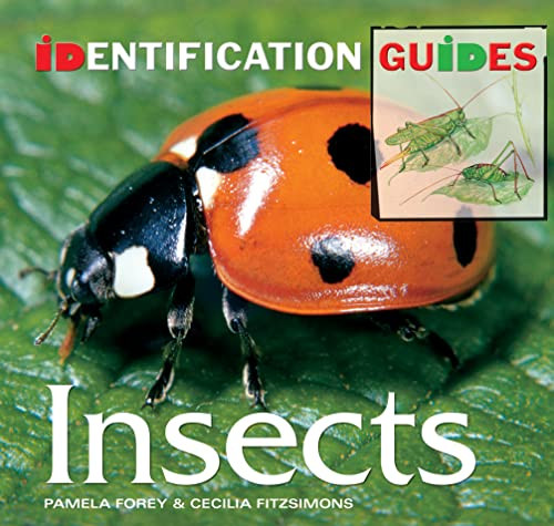 Pamela Forey / Insects