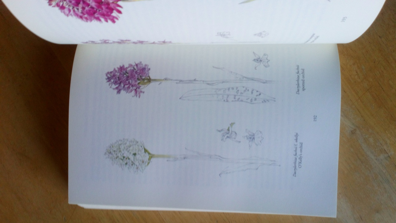 E Charles Nelson & Wendy Walsh - The Burren : Wildflowers - A Companion to the wildflowers of an Irish Limestone Wilderness PB 1991 ( County Clare)
