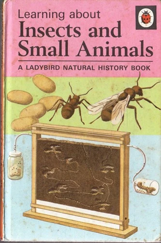 Ladybird / Learning about Insects and Small Animals (Vintage)
